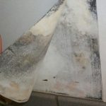 Как убрать плесень с обоев